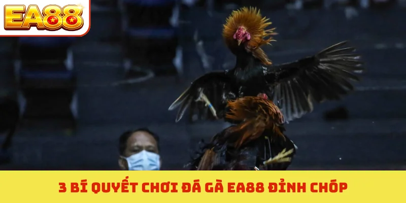 3 bí quyết chơi đá gà EA88 đỉnh chóp