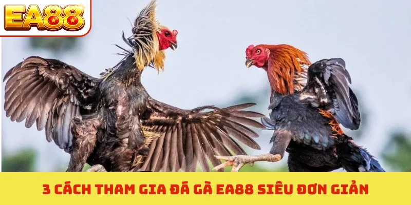 3 cách tham gia đá gà EA88 siêu đơn giản