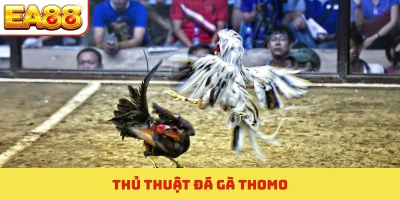 thủ thuật đá gà thomo