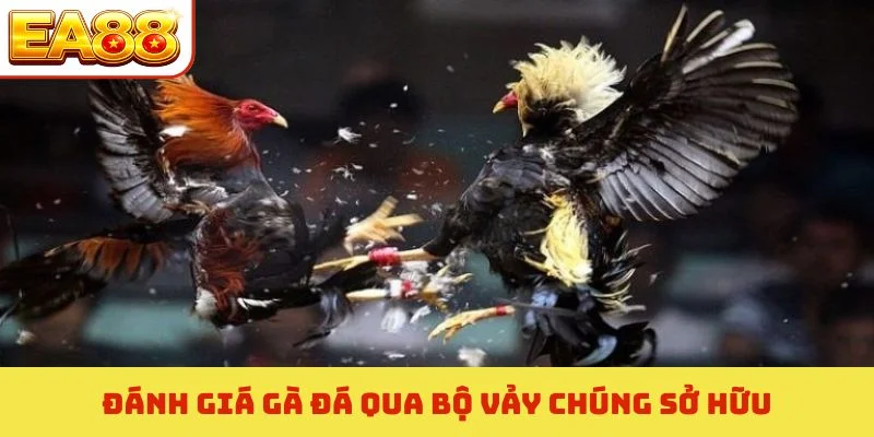 Đánh giá gà đá qua bộ vảy chúng sở hữu