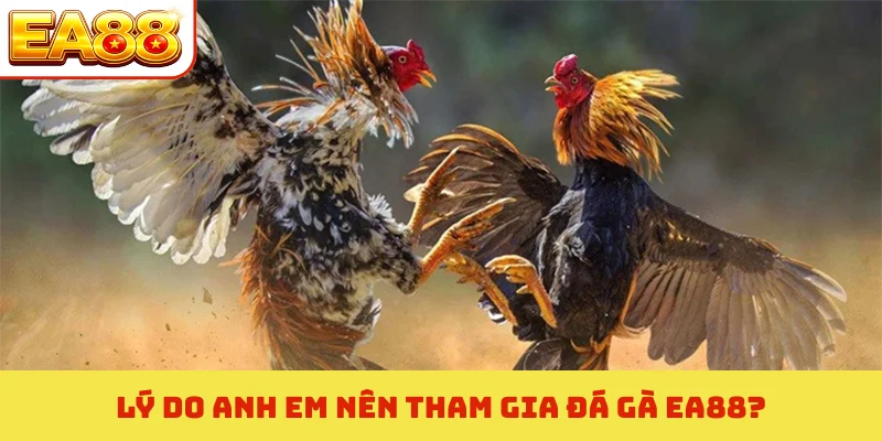 Lý do anh em nên tham gia đá gà EA88?