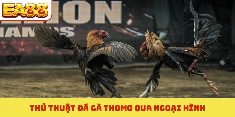 Thủ thuật đá gà Thomo qua ngoại hình