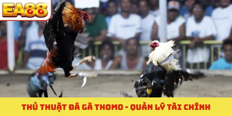Thủ thuật đá gà Thomo - Quản lý tài chính