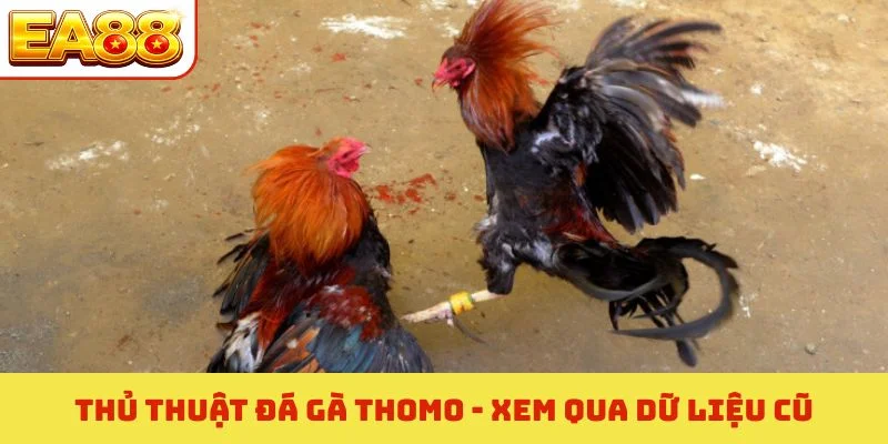 Thủ thuật đá gà Thomo - Xem qua dữ liệu cũ