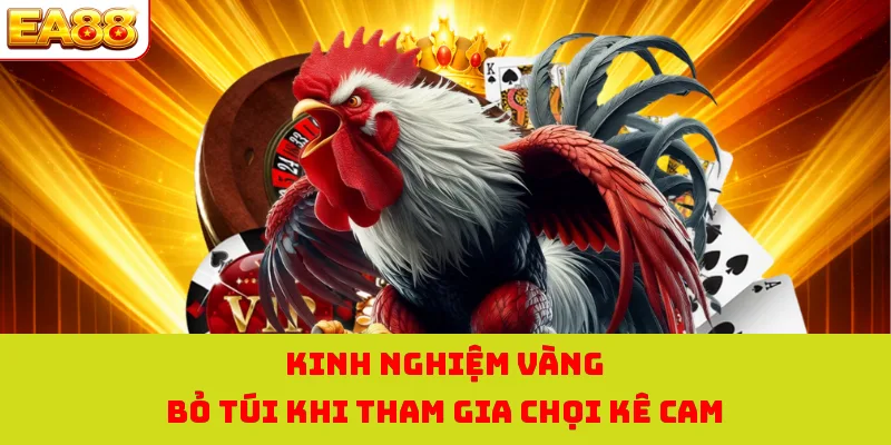 Kinh nghiệm vàng bỏ túi khi tham gia chọi kê cam