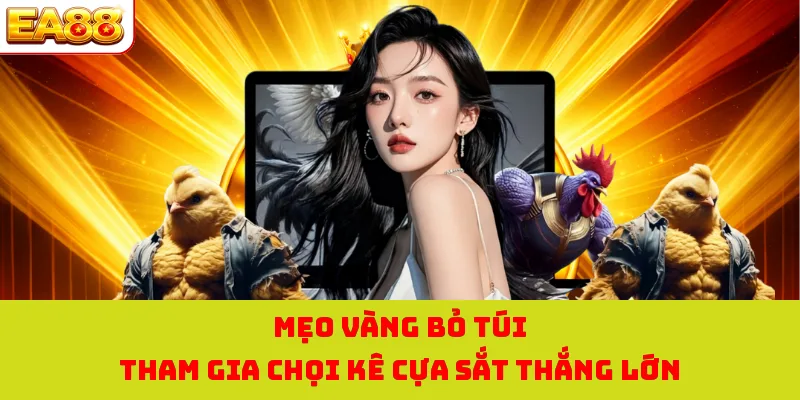 Mẹo vàng bỏ túi tham gia chọi kê cựa sắt thắng lớn