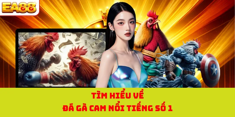 Tìm hiểu về đá gà cam nổi tiếng số 1
